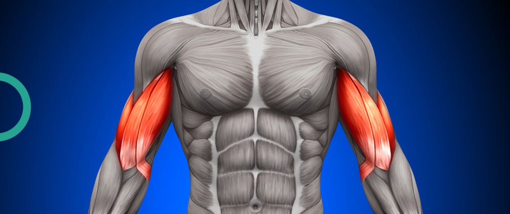 The Development of Musculoskeletal Muscle Growth and Its Benefits